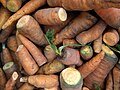 Daucus carota (carrot)