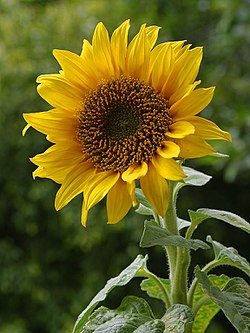 Helianthus anuus, suncokret)