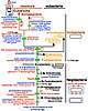 Rooting-the-tree-of-life-by-transition-analyses