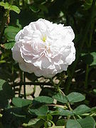 'Maiden’s Blush' (Rosa × alba).