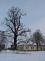 Holý strom v zasněžené vesnici, s dobře patrnou stavbou koruny