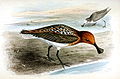 Eurynorhynchus (cat.)