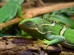 Brachylophus fasciatus