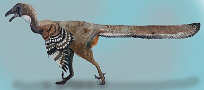 Jeholornis prima (Jeholornithiformes) †