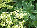 Alchemilla xanthochlora