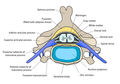 Cervical vertebra