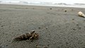 Paguro su spiaggia.