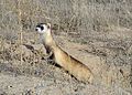 Zwartvoetbunzing (Mustela nigripes)