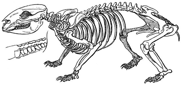 Wombat skeleton