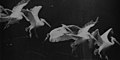 Image 39Flying pelican captured by Marey around 1882. He created a method of recording several phases of movement superimposed into one photograph (from History of film technology)