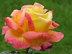 Rose 'Pulmann Orient-Express'.