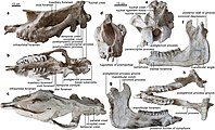 Vue en différents angles du crâne et de la mandibule fossilisés de l'espèce P. linxiaense.