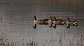 Greylag Goose at the Sultanpur Bird Sanctuary