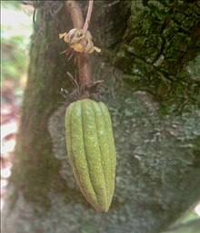 Une chérelle de cacaoyer qui deviendra après quelques semaines une cabosse