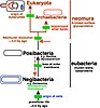 Rooting-the-tree-of-life-by-transition-analyses