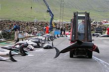 A dolphin caught in a drive hunt is transported away by a forklift.