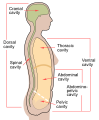 Lateral projection of the human body cavities, with the line separating the abdominal and pelvic cavities shown.