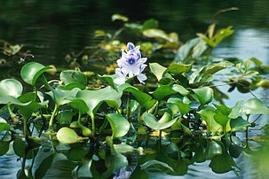 Floating plant