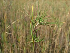 Valse viviparie bij moerasstruisgras (Agrostis canina)