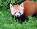 Kleine panda (Ailurus fulgens)