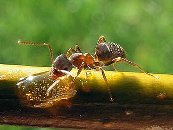 Model: Lasius niger