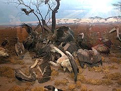 Diorama de les aves.