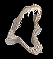 Jaw of a shortfin mako shark