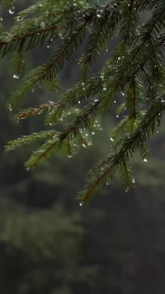 rainy pine forest live wallpaper