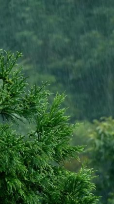 rainy forest live wallpaper