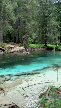 forest river flowing live wallpaper