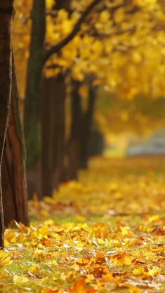 autumn yellow leaves live wallpaper