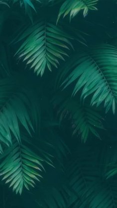 green leaves live wallpaper