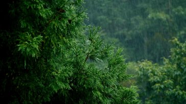 rainy forest live wallpaper