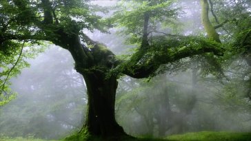 oak tree in the rain live wallpaper