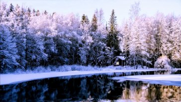 winter forest live wallpaper