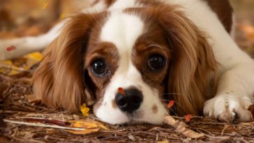 dog in autumn live wallpaper