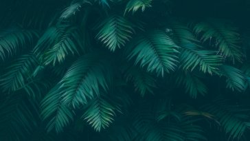 green leaves live wallpaper