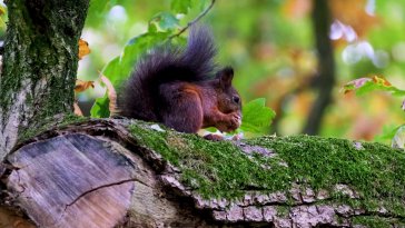 squirrel eating nut live wallpaper