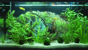 planted aquarium live wallpaper