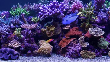 coral reef aquarium live wallpaper